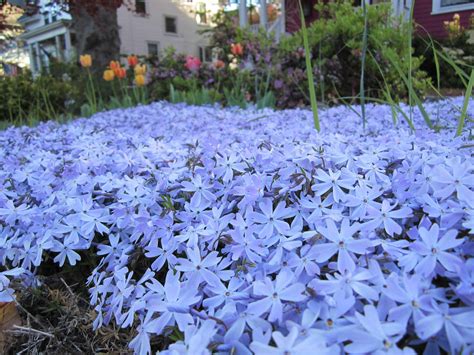 Creeping Phlox Blue - die schonsten blumenbilder