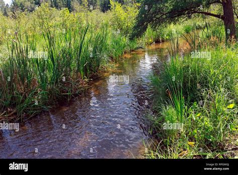 Mississippi River near its source Lake Itasca Minnesota Stock Photo - Alamy