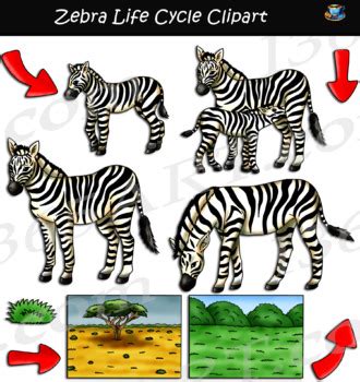 Zebra Life Cycle Clipart by I 365 Art - Clipart 4 School | TpT