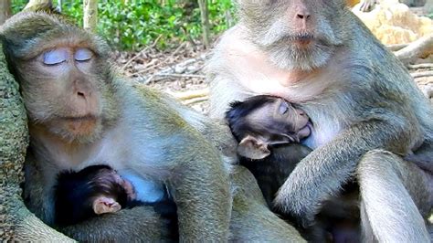 Ah All Baby Sleeping Well! So Beautiful Baby Monkeys, Adorable Monkeys - YouTube