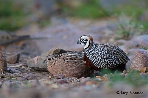 Mearn's (Montezuma) Quail (Cyrtonyx montezumae) | Beautiful birds ...