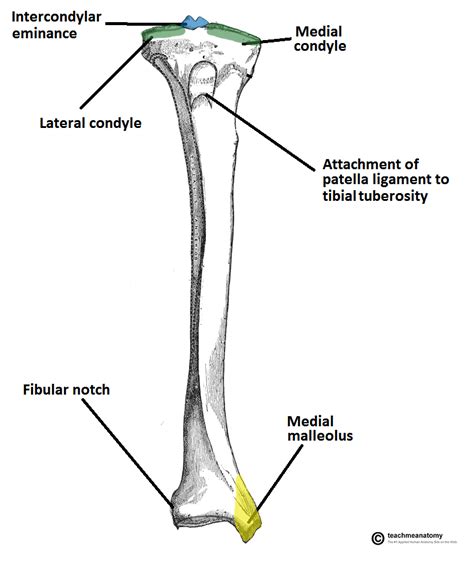 Tibia Anatomy and Attachments | Bone and Spine