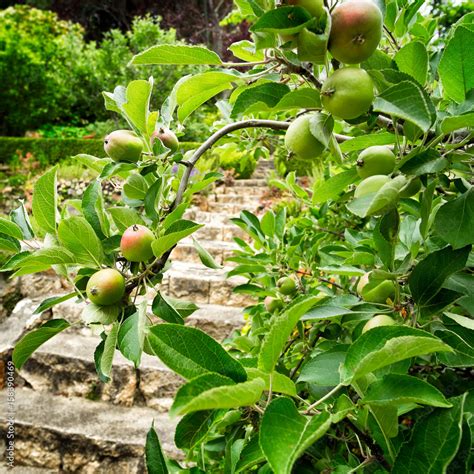 What Does A Baby Apple Tree Look Like - Infoupdate.org