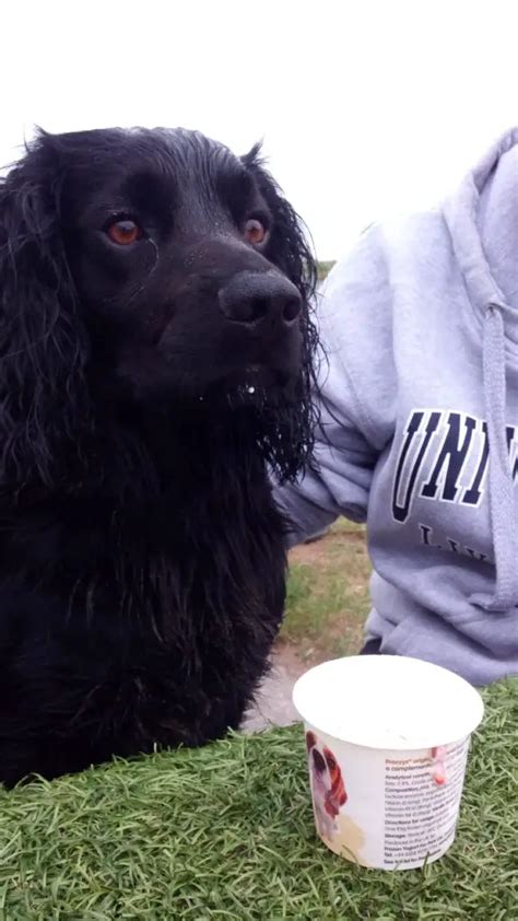 How to care for a Cocker Spaniel - Easy Spaniel Training