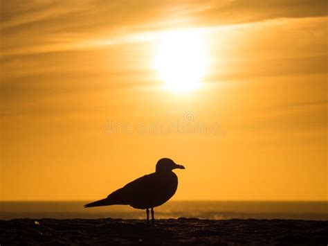 Silhouette of a Seagull on the Beach with the Beautiful Sunset in the ...