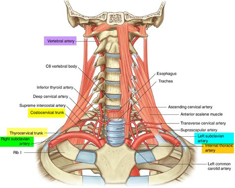 Left and Right Subclavian Artery Function, Branches, Stenosis