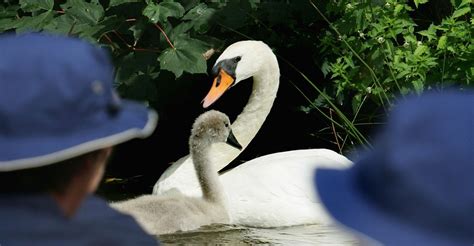 Swan Upping on the River Thames - The Atlantic