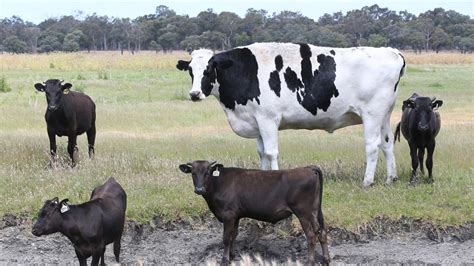 Canadian farmer claims to have cow bigger than Knickers | news.com.au — Australia’s leading news ...
