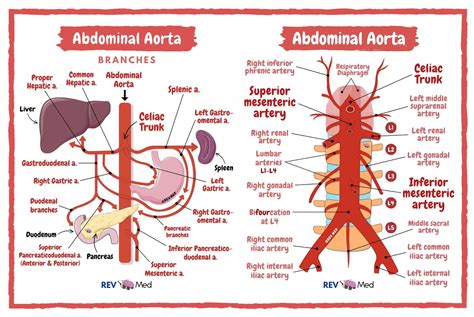 Branches Of Aorta Anatomy