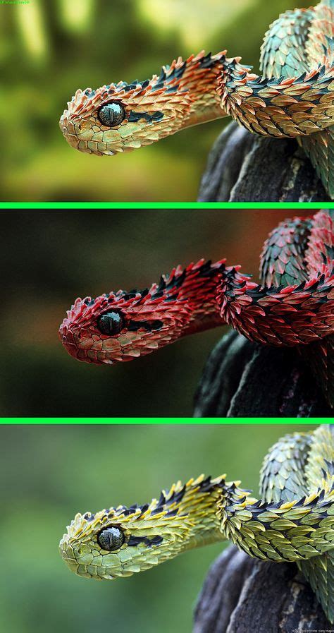 19 Best atheris hispida images | Snake, Viper, Beautiful snakes