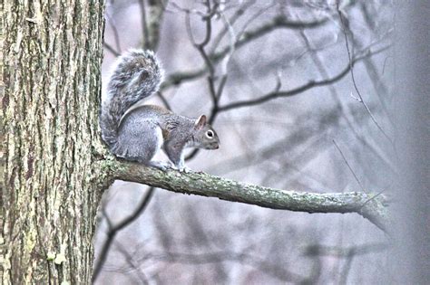 Christian Images In My Treasure Box: Squirrel In The Tree - 3 photos