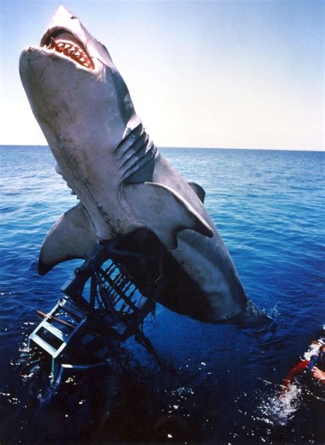 40 years of Spielberg's Jaws – in pictures | Jaws film, Shark photos, Spielberg