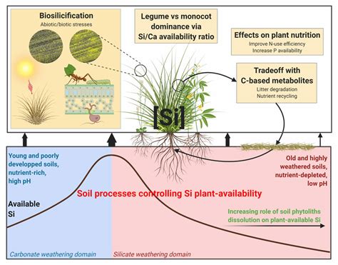 Soil chronosequences shed light on the silicon soil-plant cycle ...