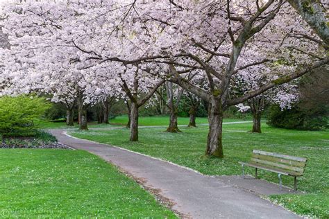 Stanley Park Cherry Blossoms | Michael Russell Photography | Stanley park, Cherry blossom ...