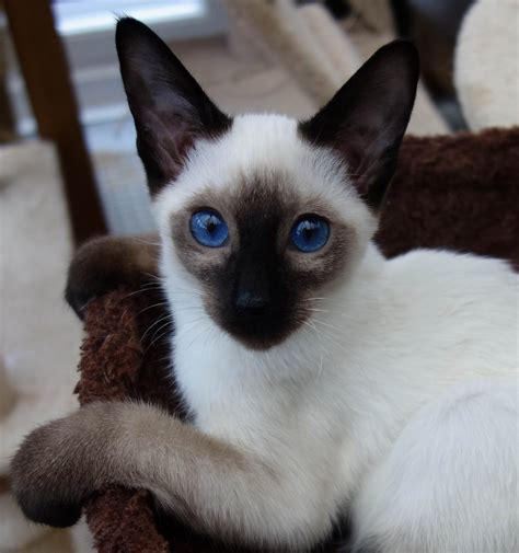 a siamese cat with blue eyes sitting in a chair