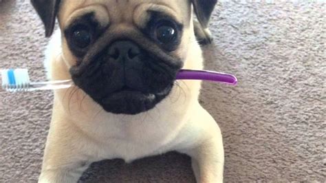 Brushing Your Dog’s Teeth: Dental Care for Your Pug - Pugs Fan Club