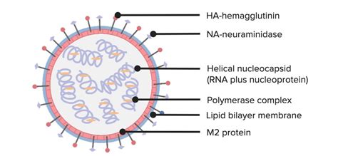 Influenza Viruses/Influenza | Concise Medical Knowledge