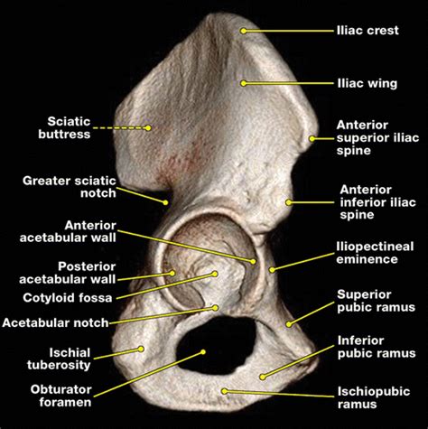 Pelvic Bone Anatomy Xray - Human Anatomy