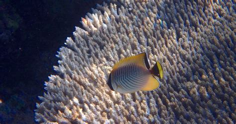 Snorkeling in Blue Bay Marine Park | Snorkeling in Mauritius