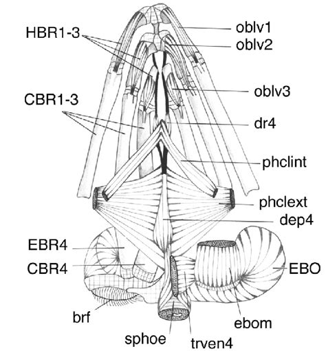 9 Chanos chanos. Ventral view of the branchial basket with the muscles ...