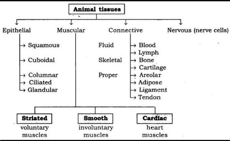 Animal Tissue Flow Chart