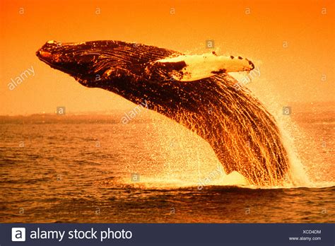 Whale Fishes High Resolution Stock Photography and Images - Alamy