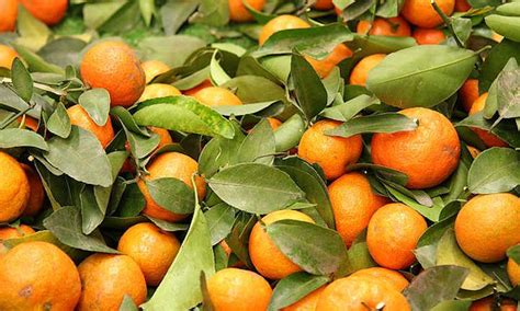 Mandarin Tree Care: Growing Mandarins At Home | Epic Gardening