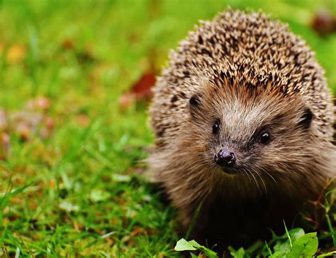 Wildlife in Autumn - Horniman Museum and Gardens