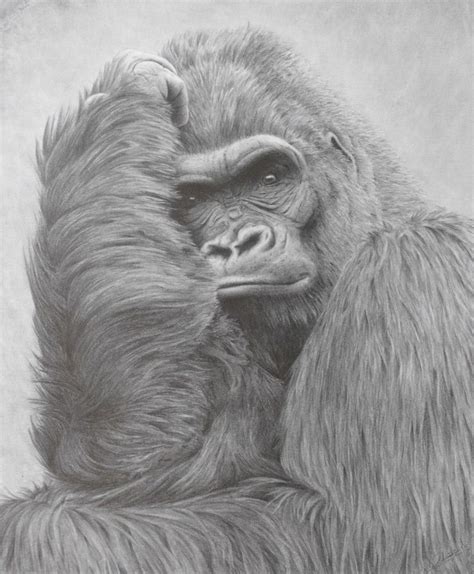 Pencil drawing of a Silverback Gorilla, by Jo-Jo Kolodnicki, Jr. www.ArtWanted.com/Wildpaint ...