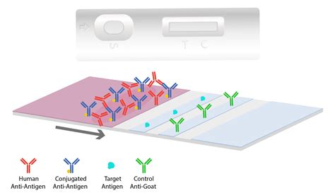 Lateral Flow Assays: Principles, Designs and Reagents | Leinco