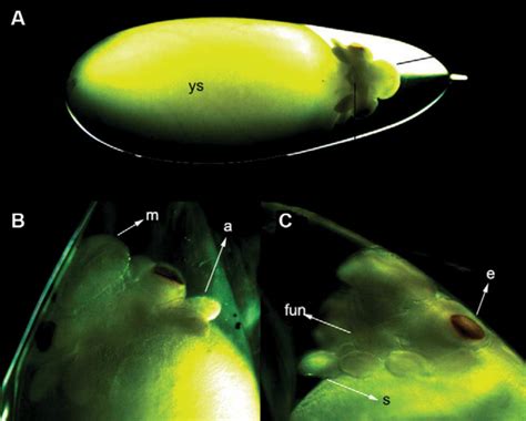 Embryonic Development and Fecundity of the Pacific Pygmy Octopus ...