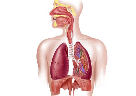 Respiratory System: How We Breathe