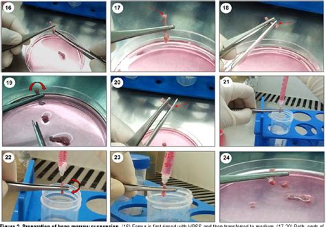 A stepwise procedure for isolation of murine bone marrow and generation ...