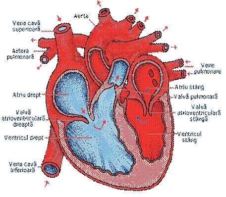 Anatomia si fiziologia inimii