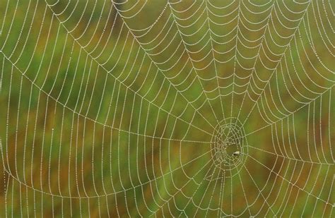 Spider Silk Is Nature's Miracle Fiber