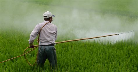 EFFECTS OF PESTICIDES AND INSECTICIDES ON THE ENVIRONMENT - BleedGreen