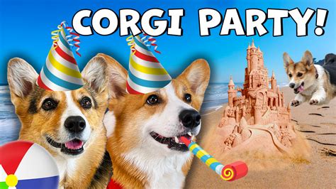 We Partied with 1,000 Corgis! | Welsh Corgi | We Partied with 1,000 ...