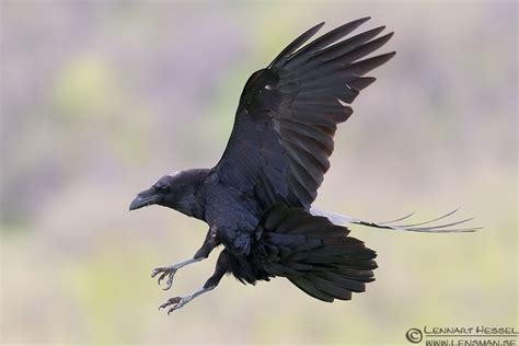 Common Raven by Lennart Hessel | Raven flying, Raven, Birds