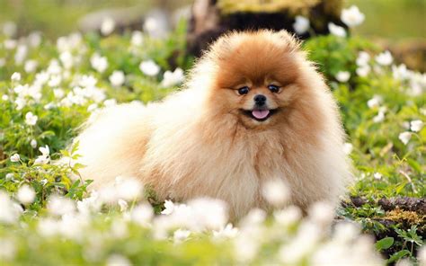 Pomeranian Wallpapers - Wallpaper Cave