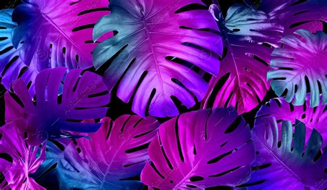 Tropical monstera leaves in neon colors on black background Monstera Leaves, Neon Colors, Black ...