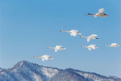 Whooper Swan Flock Flying - Wildlife Photography Prints For Sale