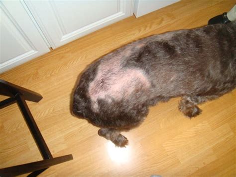 Our dog is losing her hair in a patch on her back. It started out small and has continued to ...