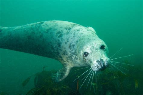 Grey seals in the wild have been caught clapping underwater