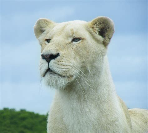 White lioness Free Photo Download | FreeImages