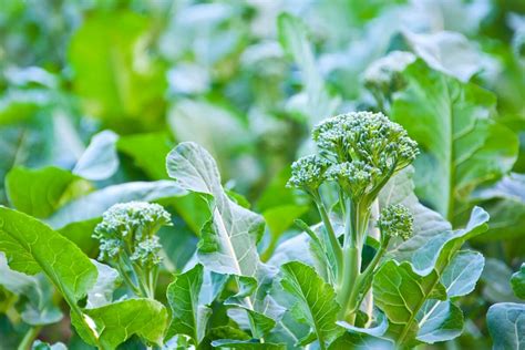 Broccoli Plant Growing Stages (with Pictures!)