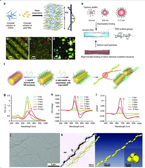 Lyotropic liquid crystal-templated chiral plasmonic nanomaterials. a... | Download Scientific ...