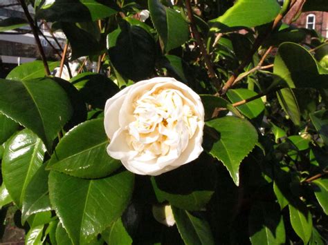 White Camellia | canterburystories.nz