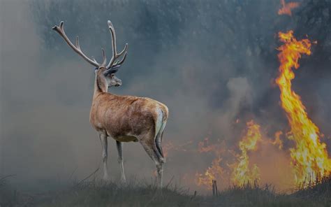 Mobilisez-vous pour aider la Turquie ravagée par les feux | WWF France