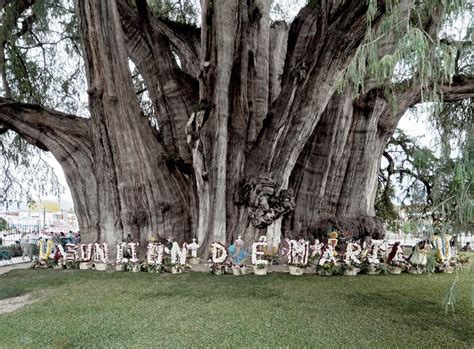 El #Tule, el árbol con el diámetro de tronco más grande del mundo, en Santa María del Tule, # ...