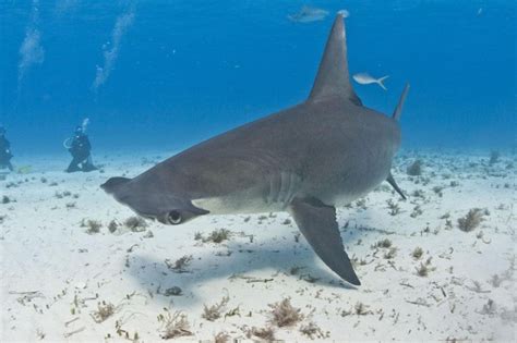 Scalloped Hammerhead Shark – "OCEAN TREASURES" Memorial Library